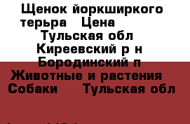 Щенок йоркширкого терьра › Цена ­ 8 000 - Тульская обл., Киреевский р-н, Бородинский п. Животные и растения » Собаки   . Тульская обл.